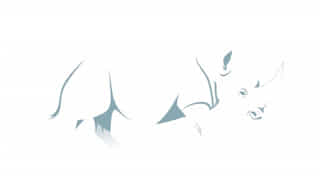 Are White Rhinos Extinct