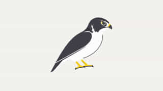 Baby Sharp Shinned Hawk