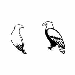 Gyrfalcon Vs Bald Eagle