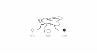 Lifespan Of A Horsefly