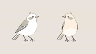 Male And Female Chaffinch