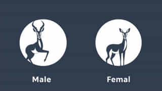 Male Vs Female Pronghorn