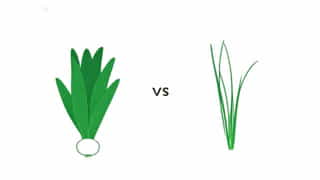 Onion Leaves Vs Scallion