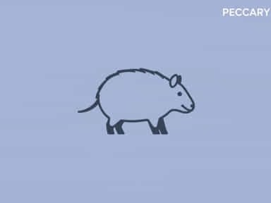 Other Names For Peccary