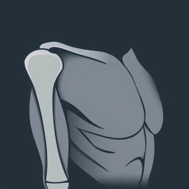 External Oblique Muscle Origin And Insertion