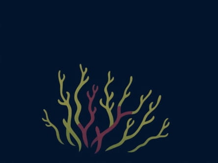 Enchanted South Seas Kelp