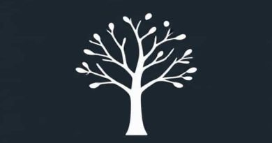 A Tree That Has A Whitish Trunk