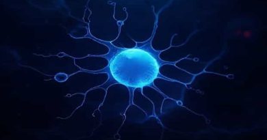 Acellular Extrinsic Fiber Cementum