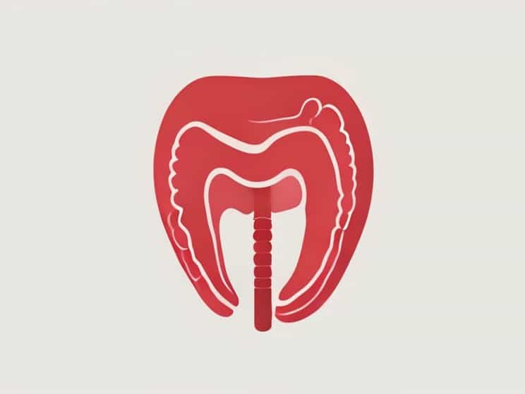 Anatomy Of Rectum And Anal Canal