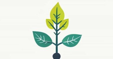 Bank Of Biology Photosynthesis In Higher Plants