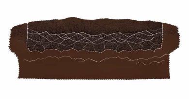 Bearing Capacity Of Clayey Soil Reinforced With Geogrid