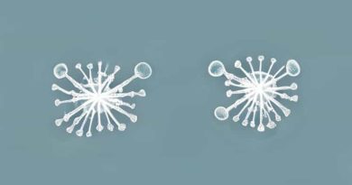 Before Separation Duplicated Chromosomes Condense