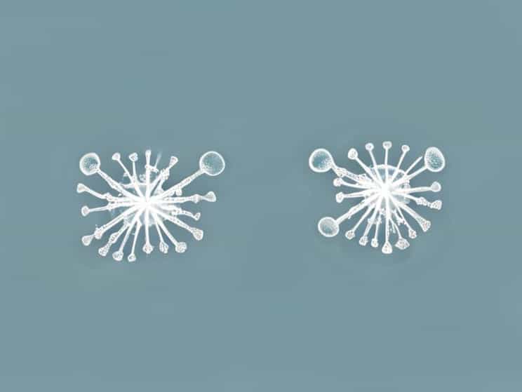 Before Separation Duplicated Chromosomes Condense