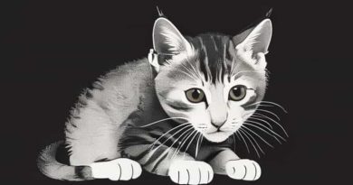 Best Age To Neuter Male Kitten Uk