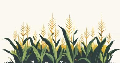 Biggest Cornfield In The World