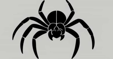 Biggest Spider Ever Documented