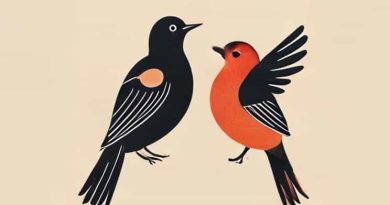 Bohemian Waxwing Male Vs Female