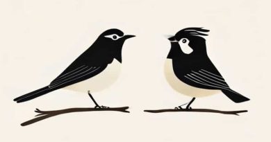 Bohemian Waxwing Vs Cedar Waxwing