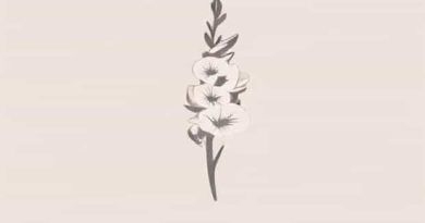 Botanical Name Of Gladiolus