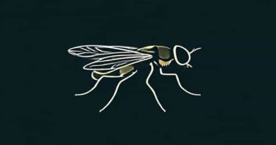Botanical Name Of Tsetse Fly