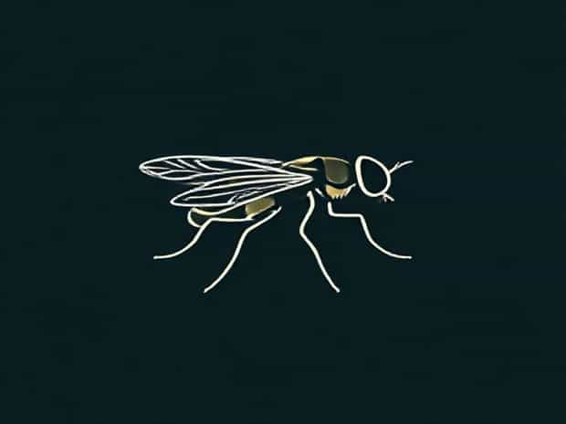 Botanical Name Of Tsetse Fly