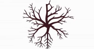 Branches Of Internal Jugular Vein