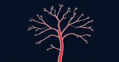Branches Of Ophthalmic Artery