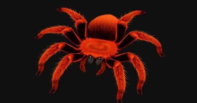 Brazilian Giant Tawny Red Tarantula