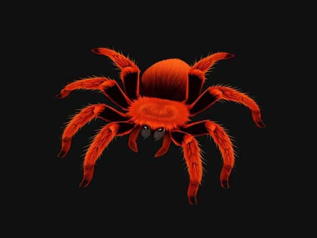 Brazilian Giant Tawny Red Tarantula