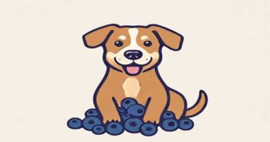Can Dogs Have Blueberries