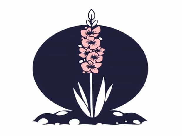 Can I Leave Gladiolus Bulbs In The Ground