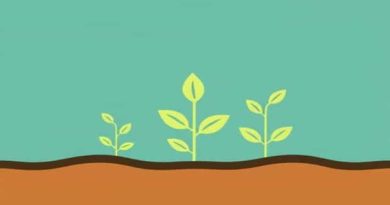 Carbon Sequestration In Soil