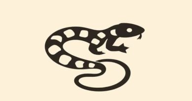 Caring For A Crotalus Lepidus Klauberi