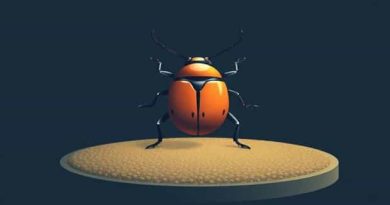 Carpet Beetle Pupal Stage