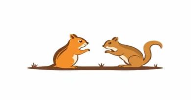 Chipmunk Vs Ground Squirrel