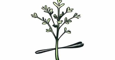 Does Tarragon Taste Like Licorice