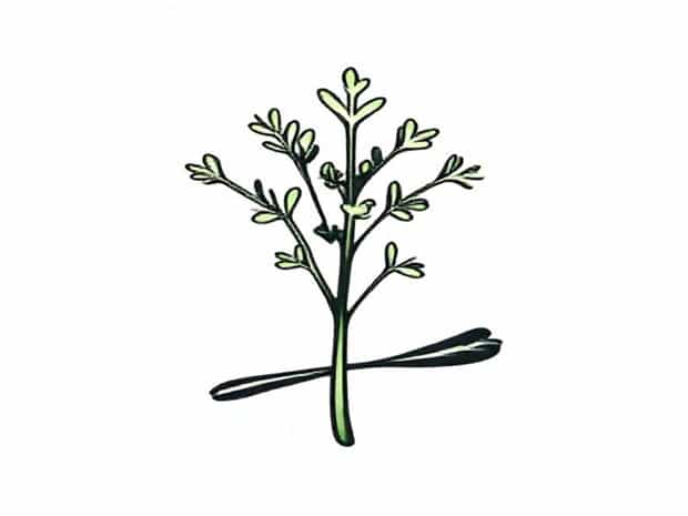 Does Tarragon Taste Like Licorice