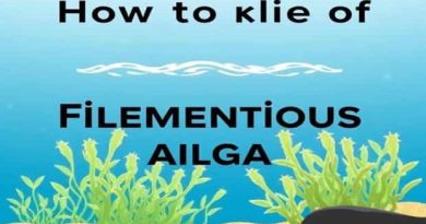 How To Get Rid Of Filamentous Algae In Aquarium
