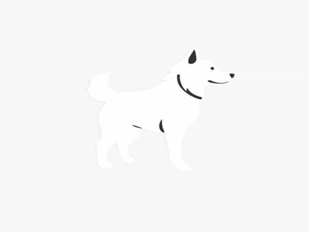 Is Chinook A Dog Breed