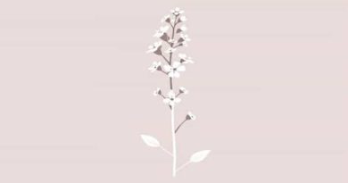 Is Verbena A Perennial