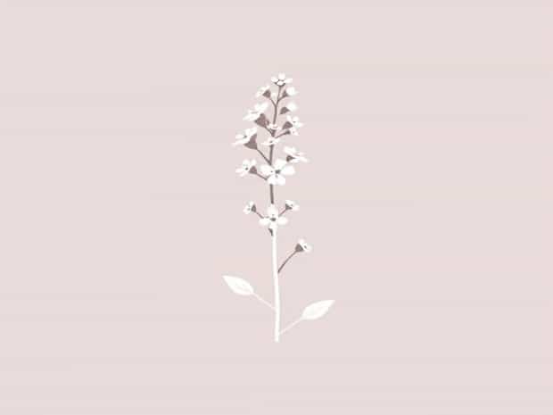 Is Verbena A Perennial