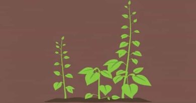 Japanese Knotweed Eradication Ltd