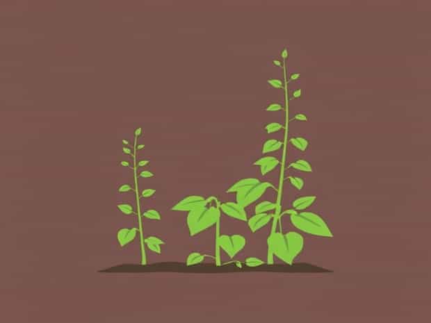 Japanese Knotweed Eradication Ltd