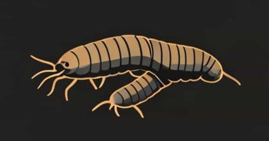 Maggots Mc Gangland Undercover