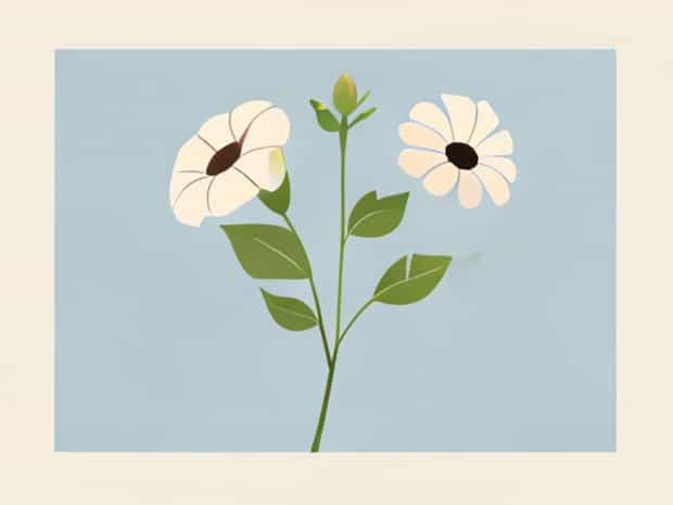 Morning Glory And Aster