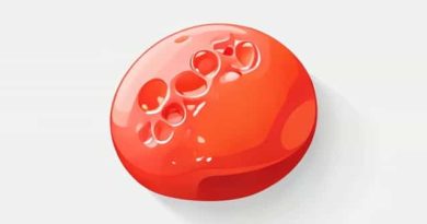 Areolar And Adipose Tissue