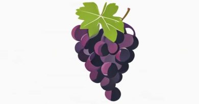 Downy Mildew Of Grapes Causal Organism