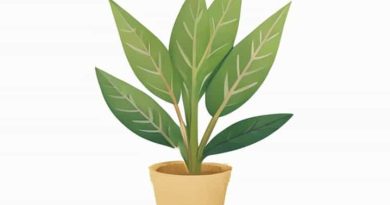 During Which Season Is The Jute Plant Cultivated