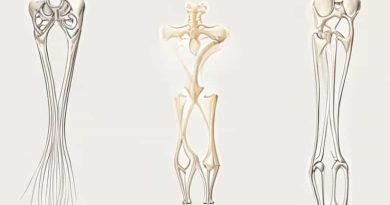 Fibrous Cartilaginous And Synovial Joints Quizlet