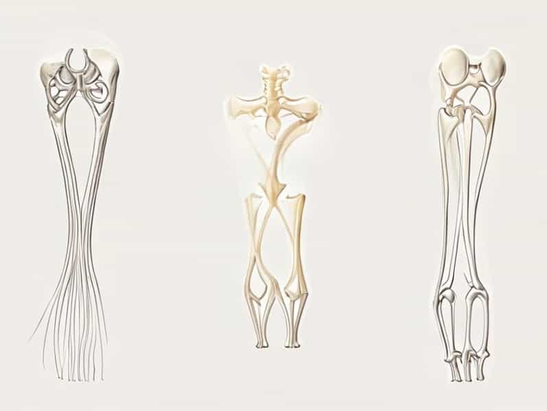 Fibrous Cartilaginous And Synovial Joints Quizlet